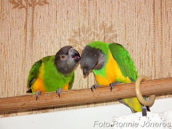 Morhuvad papegoja (Poicephalus senegalus)